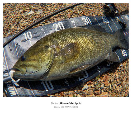 スモールマウスバスの釣果