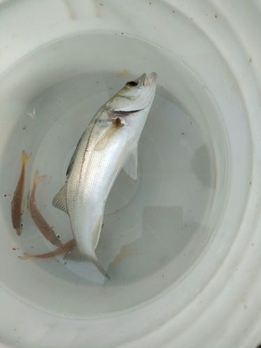 セイゴ（マルスズキ）の釣果