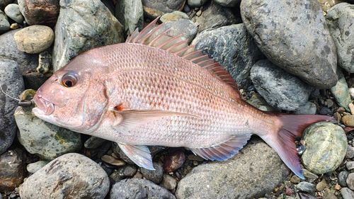マダイの釣果