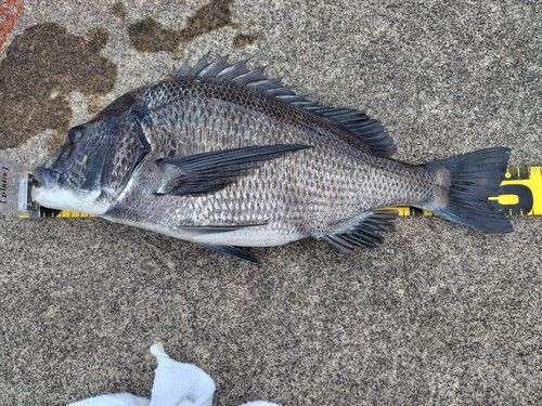 クロダイの釣果