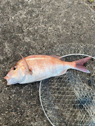 マダイの釣果