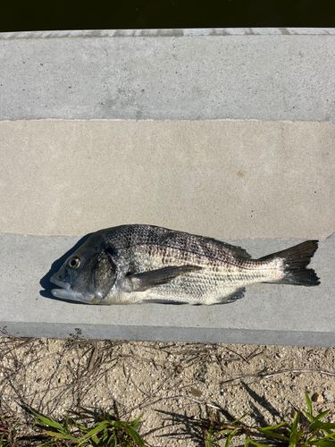 クロダイの釣果