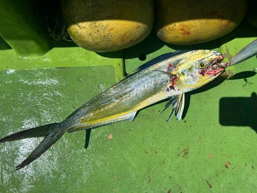 シイラの釣果