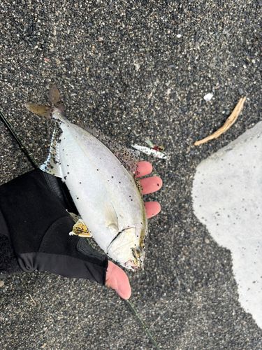 ショゴの釣果