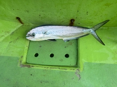 シイラの釣果