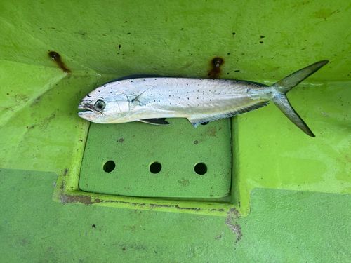 シイラの釣果