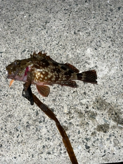 カサゴの釣果