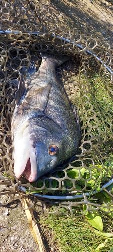 スズキの釣果
