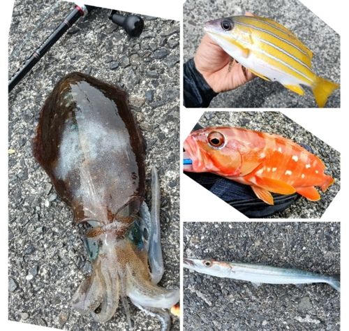 アオリイカの釣果