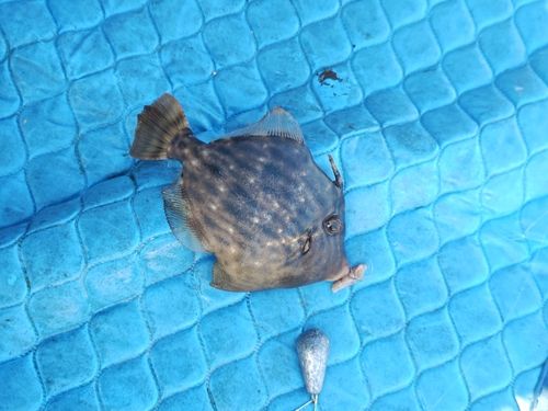カワハギの釣果