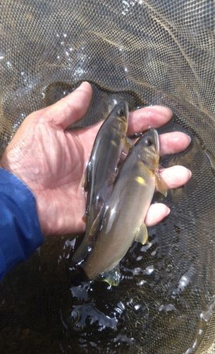アユの釣果