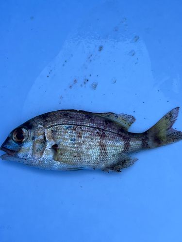 釣果