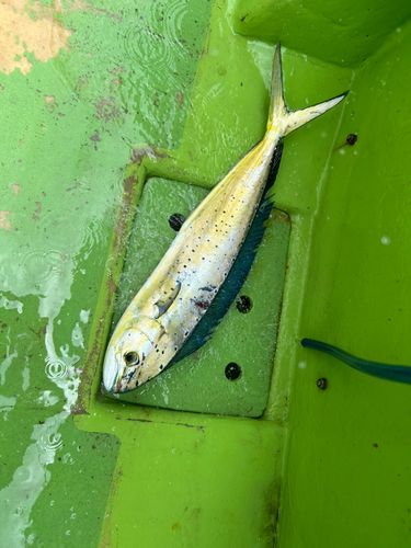 シイラの釣果