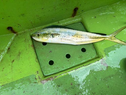 シイラの釣果