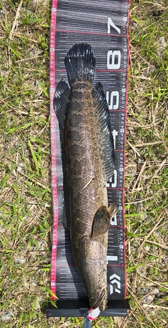 ライギョの釣果