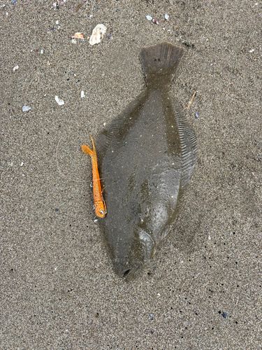 ソゲの釣果
