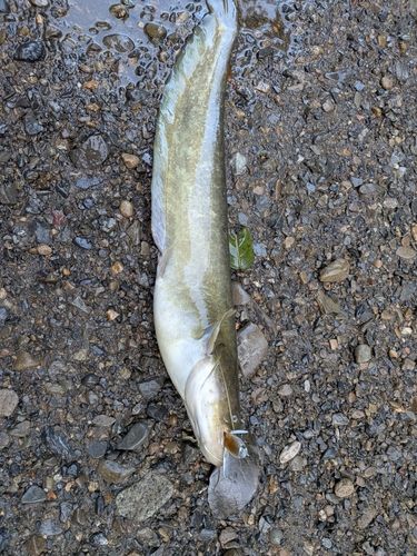 ニホンナマズの釣果