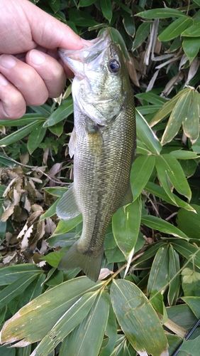 ラージマウスバスの釣果