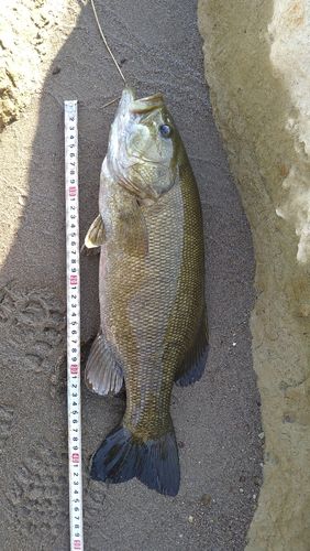 スモールマウスバスの釣果