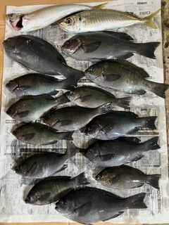クロの釣果