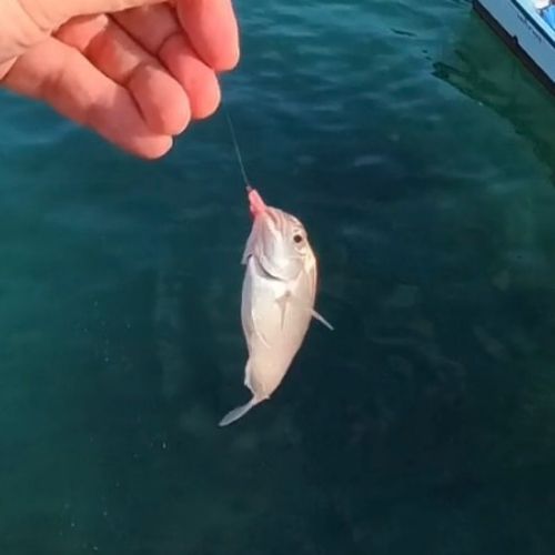 チャリコの釣果