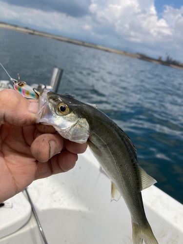セイゴ（マルスズキ）の釣果