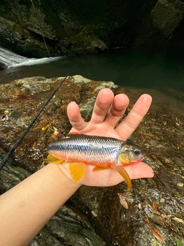 カワムツの釣果