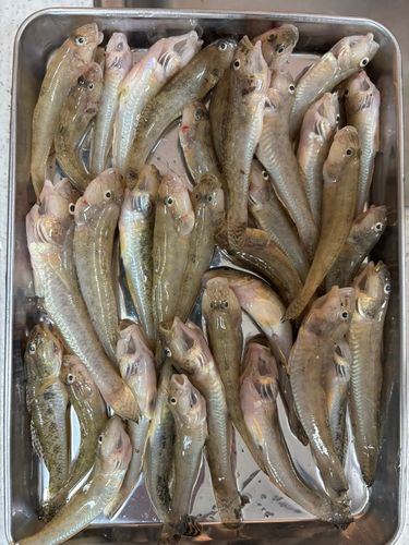 ハゼの釣果