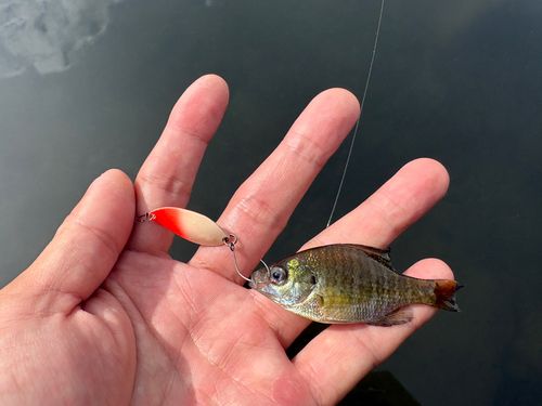 ブルーギルの釣果