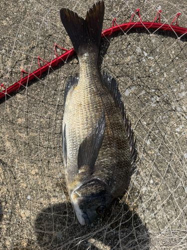 クロダイの釣果