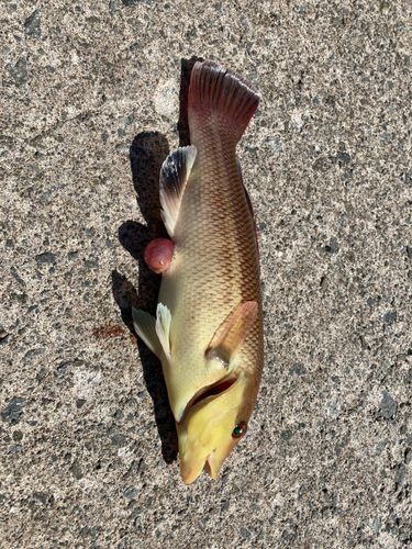 コブダイの釣果