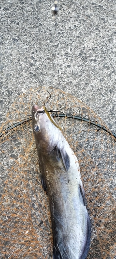 アメリカンキャットフィッシュの釣果