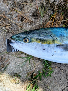 ブリの釣果