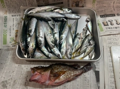サバの釣果