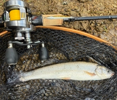 ウグイの釣果