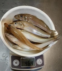 キスの釣果