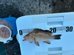 オオモンハタの釣果
