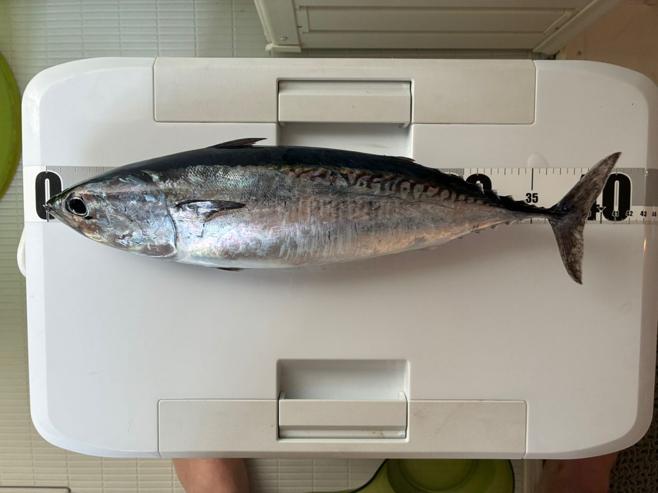 DAIWA 14リーガル 4号-53遠投の最安値・インプレ・釣果 | 本音の口コミ