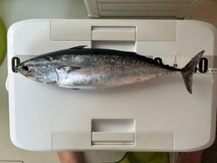 ソウダガツオの釣果