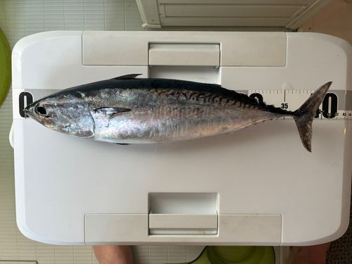 ソウダガツオの釣果