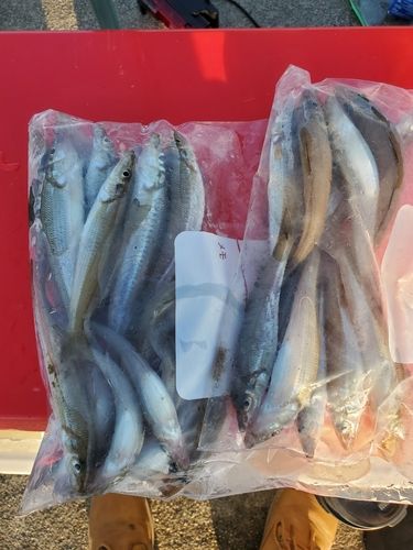 キスの釣果