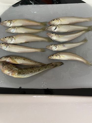 キスの釣果