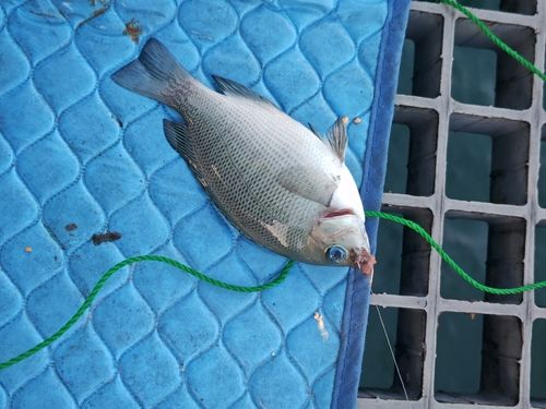 グレの釣果