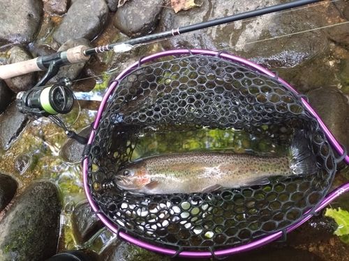 ニジマスの釣果