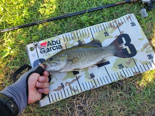 スモールマウスバスの釣果