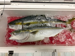 ワラサの釣果