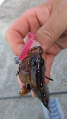 キジハタの釣果