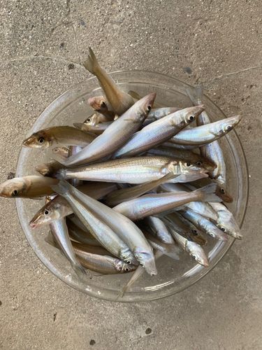 キスの釣果