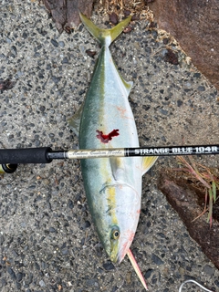 ハマチの釣果