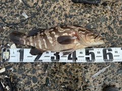 クエの釣果
